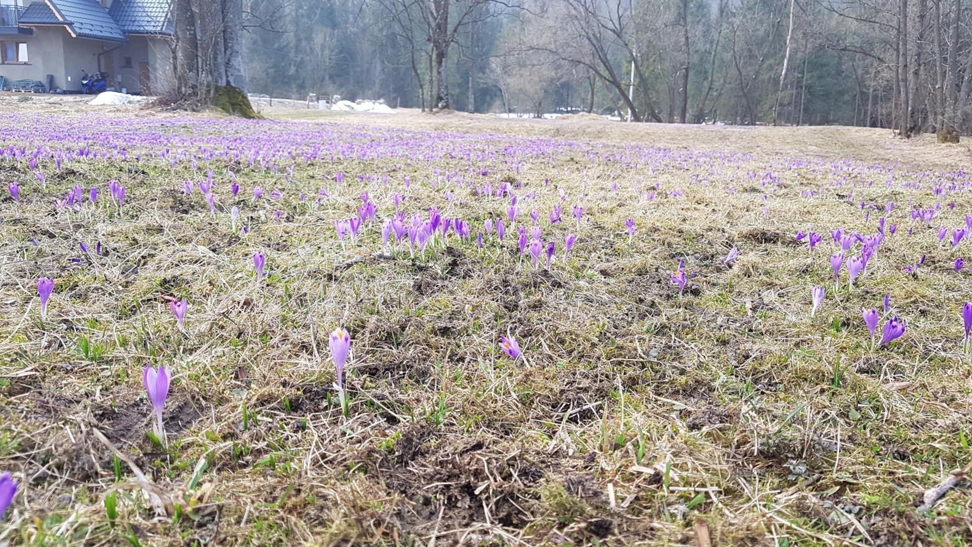 Dom na skraju lasu Jurgów Eksteriør bilde
